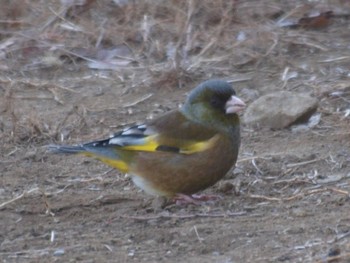 Grey-capped Greenfinch 戸塚 Sun, 3/6/2022