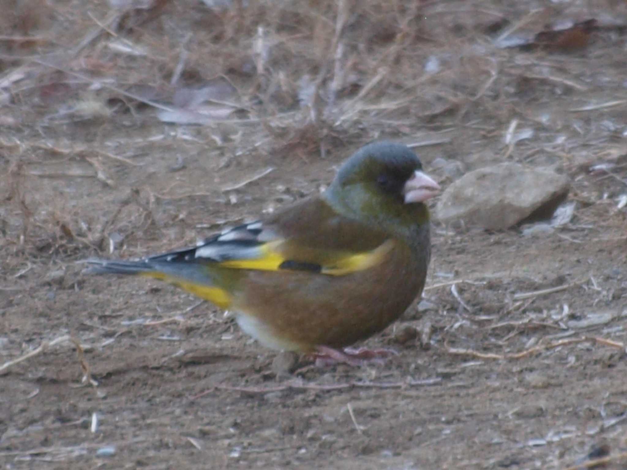 Photo of Grey-capped Greenfinch at 戸塚 by アカウント13482