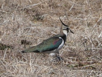 Northern Lapwing 平塚田んぼ Sat, 2/11/2023