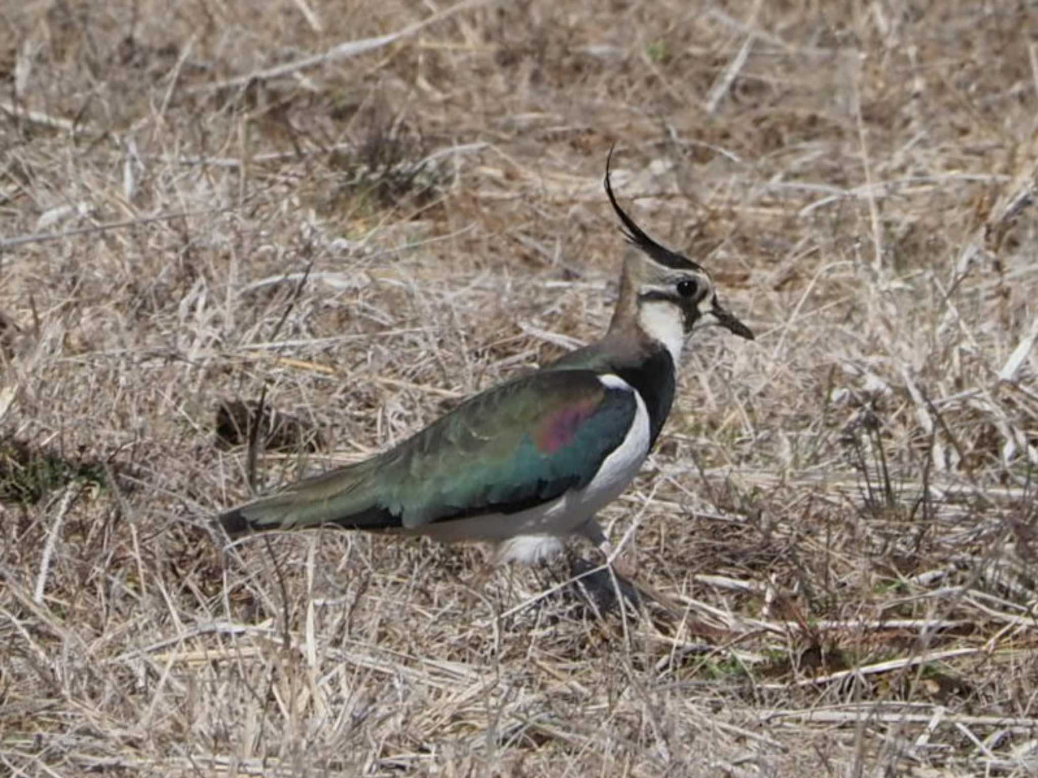 Photo of Northern Lapwing at 平塚田んぼ by アカウント13482