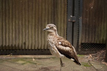 オーストラリアイシチドリ キャンベルタウン野鳥の森 2023年6月3日(土)