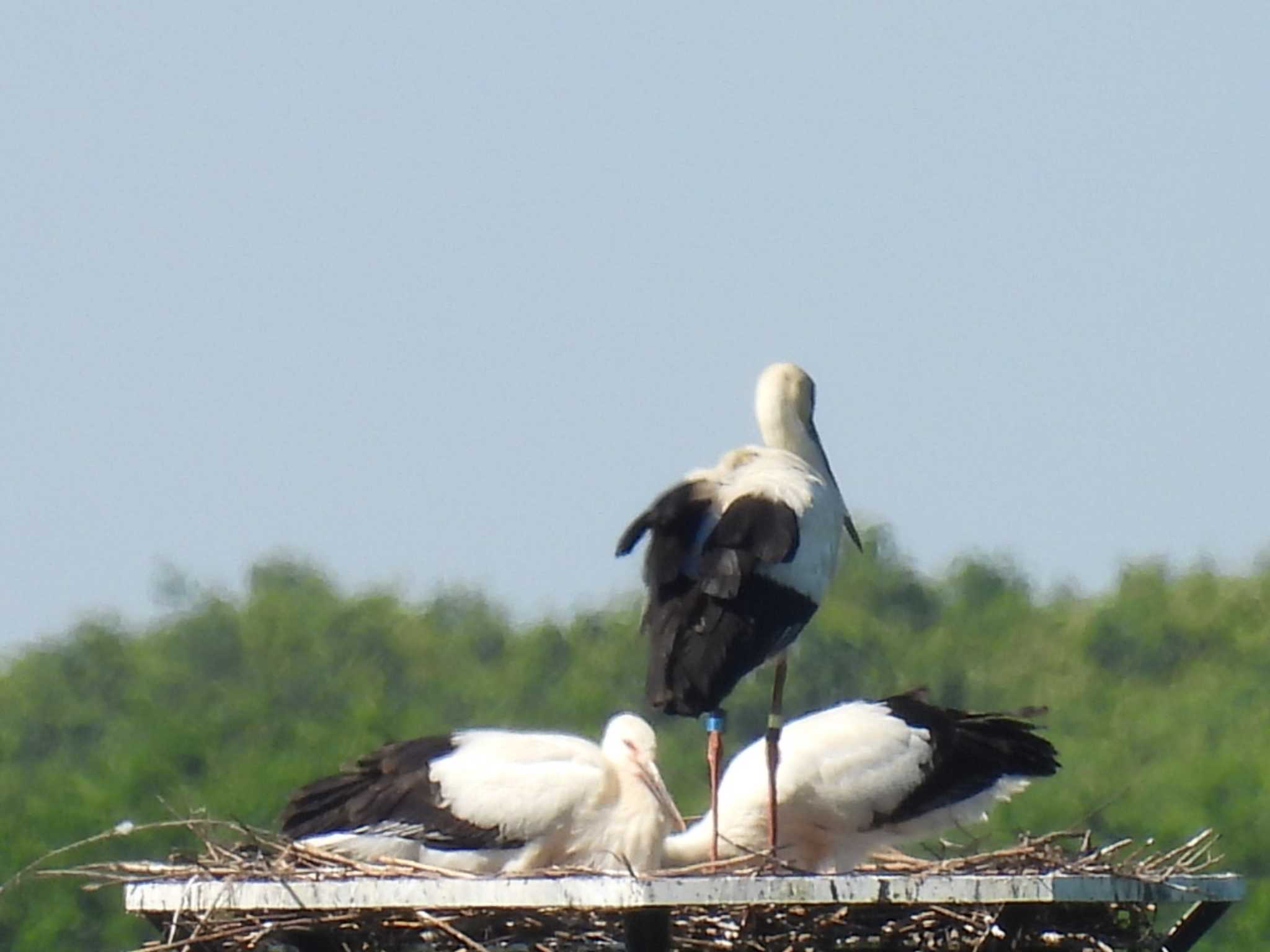 Photo of Oriental Stork at 渡良瀬遊水池 by カズー