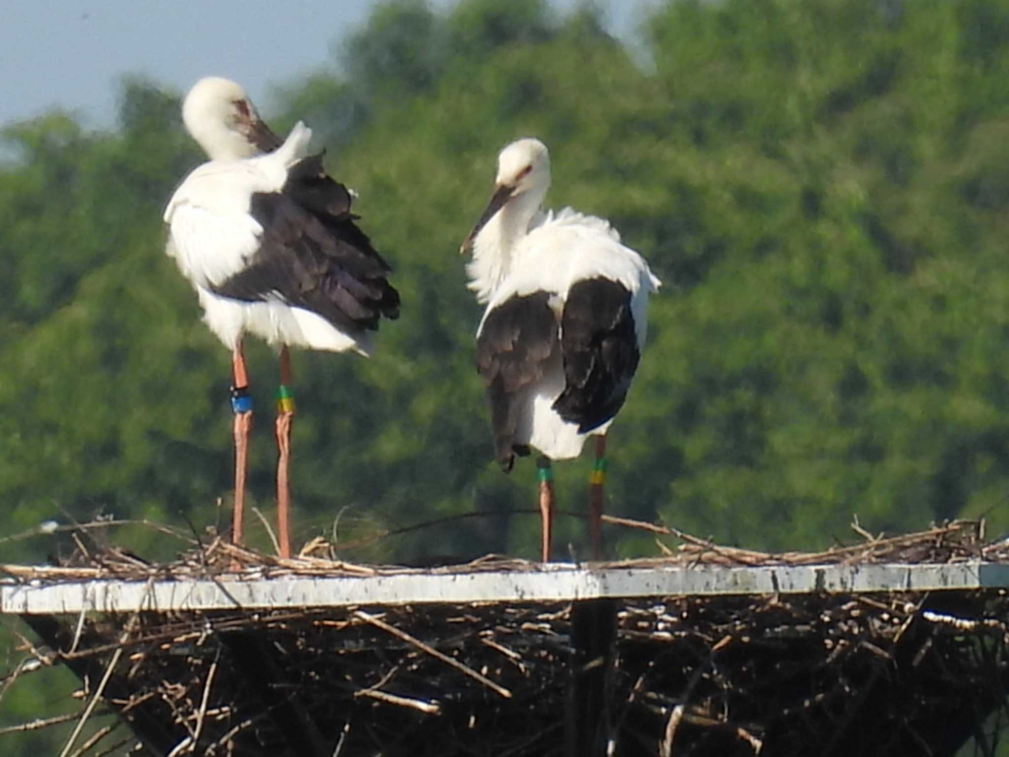 Photo of Oriental Stork at 渡良瀬遊水池 by カズー