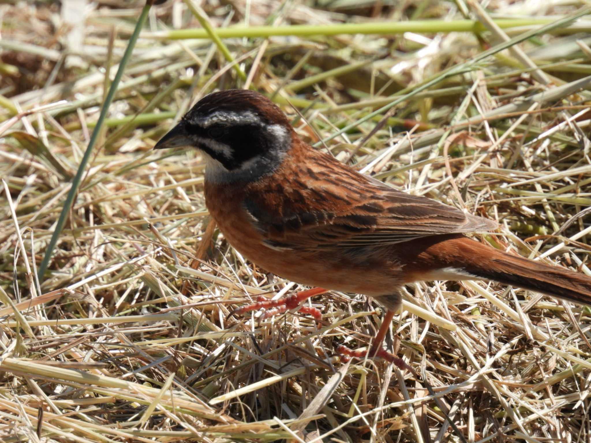 Meadow Bunting