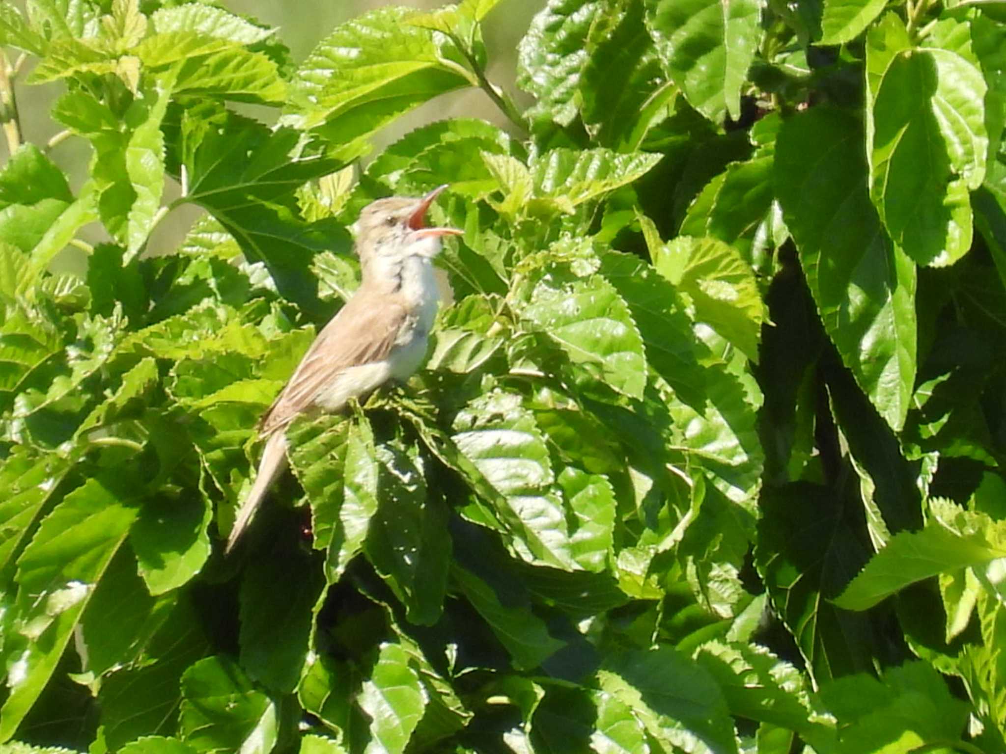 Photo of Oriental Reed Warbler at 渡良瀬遊水池 by カズー