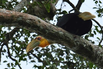 ムジシワコブサイチョウ ケーン・クラチャン国立公園 2018年6月13日(水)