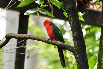 キンショウジョウインコ キャンベルタウン野鳥の森 2023年6月3日(土)