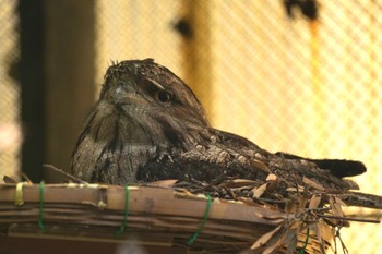 オーストラリアガマグチヨタカ キャンベルタウン野鳥の森 2023年6月3日(土)