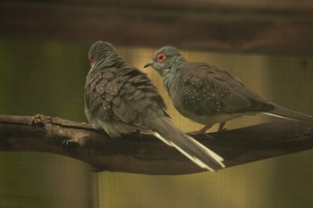 ウスユキバト キャンベルタウン野鳥の森 2023年6月3日(土)