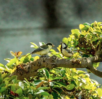 Japanese Tit 町田市 Sun, 5/21/2023