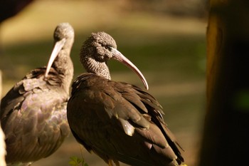 Glossy Ibis キャンベルタウン野鳥の森 Sat, 6/3/2023