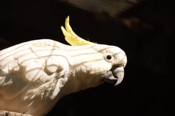 Sulphur-crested Cockatoo キャンベルタウン野鳥の森 Sat, 6/3/2023