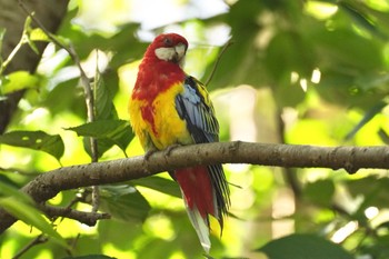 Eastern Rosella キャンベルタウン野鳥の森 Sat, 6/3/2023