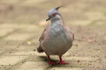 Crested Pigeon キャンベルタウン野鳥の森 Sat, 6/3/2023