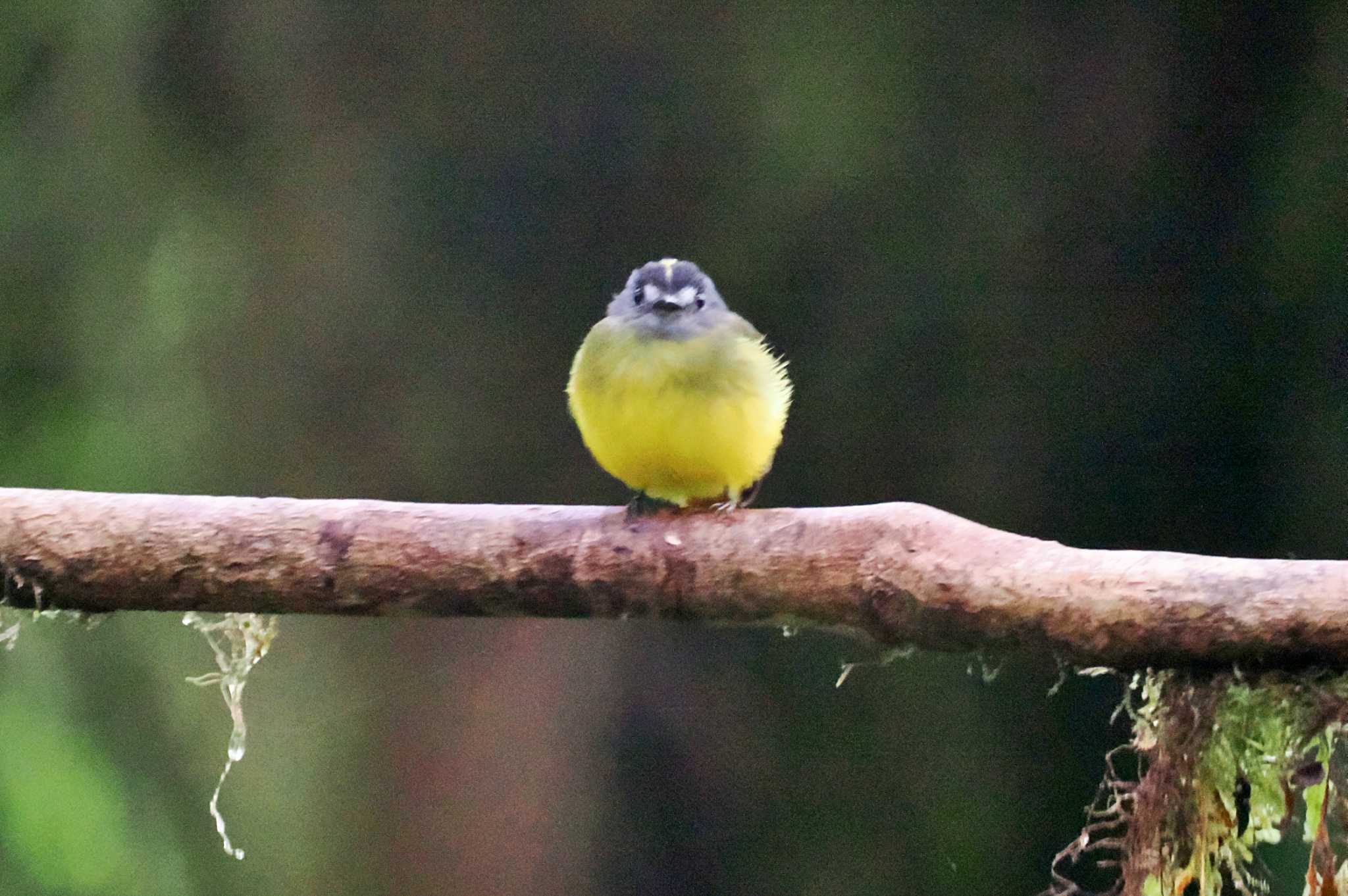 Photo of Yellow-crowned Tyrannulet at Mindo(Ecuador) by 藤原奏冥