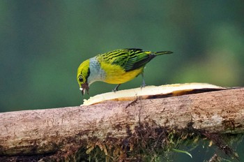 ギンノドフウキンチョウ Mindo(Ecuador) 撮影日未設定