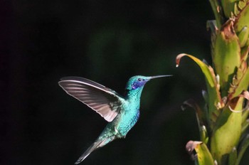 Sparkling Violetear Mindo(Ecuador) Unknown Date