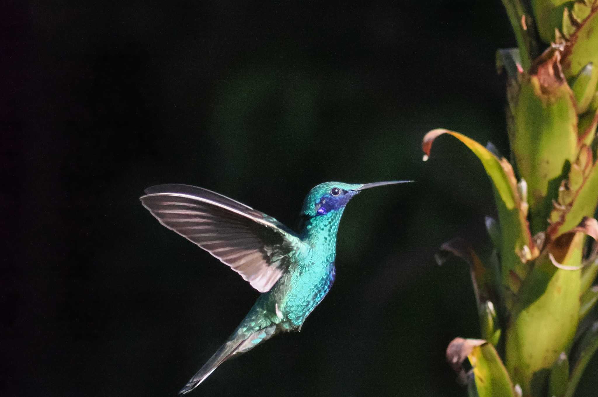 Photo of Sparkling Violetear at Mindo(Ecuador) by 藤原奏冥