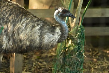 エミュー キャンベルタウン野鳥の森 2023年6月3日(土)