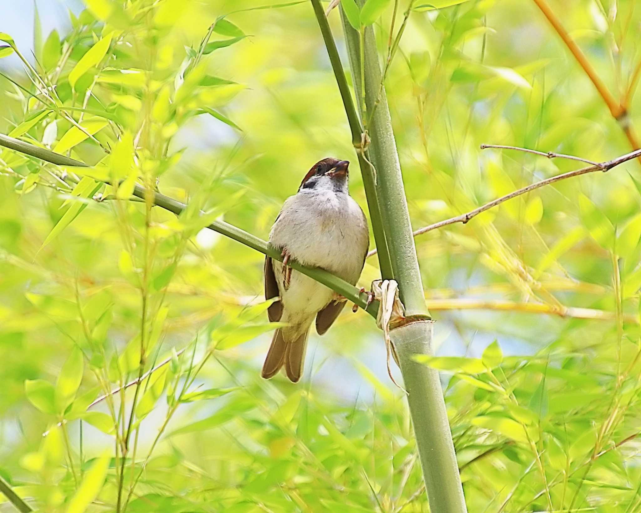 スズメ