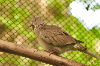 2023年6月3日(土) キャンベルタウン野鳥の森の野鳥観察記録