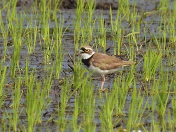 Sun, 6/4/2023 Birding report at Minuma Rice Field