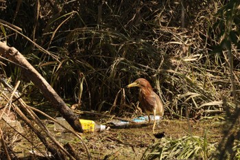 Chinese Pond Heron 東大阪市池島 Sun, 6/4/2023