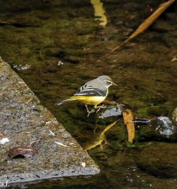Grey Wagtail 町田市 Tue, 11/15/2022