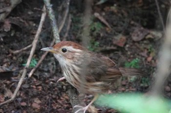 Puff-throated Babbler タイ Wed, 6/13/2018