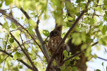 2023年6月4日(日) 兵庫県の野鳥観察記録