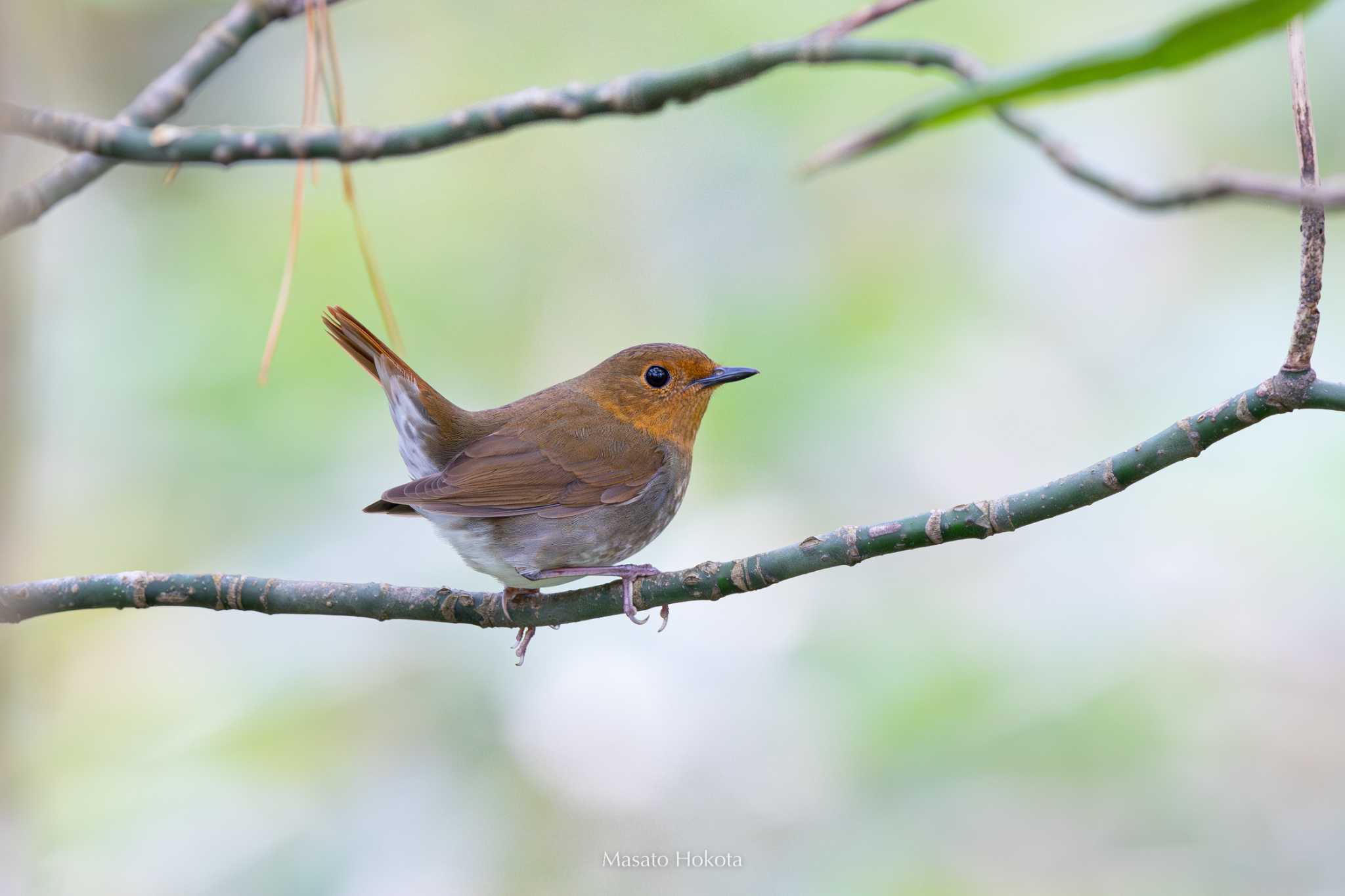 Photo of Japanese Robin at Tobishima Island by Trio