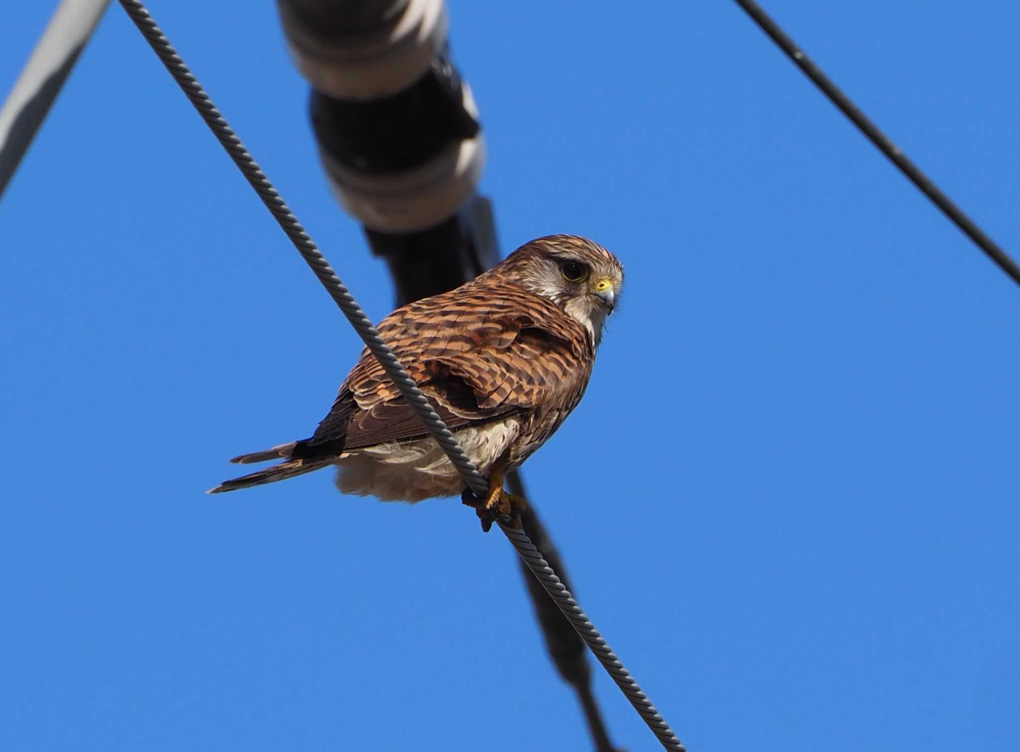 Photo of Common Kestrel at 平塚田んぼ by アカウント13482