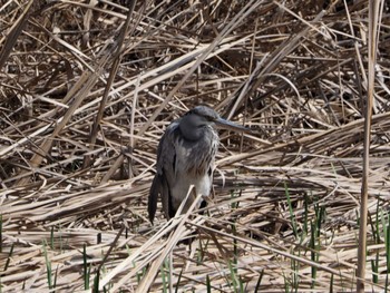 Black-crowned Night Heron 泉の森公園 Sun, 3/12/2023