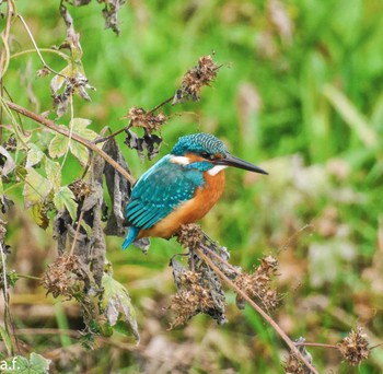 Common Kingfisher 町田市 Tue, 11/15/2022