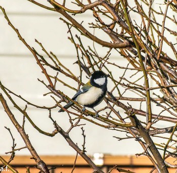 Japanese Tit 町田市 Tue, 11/15/2022