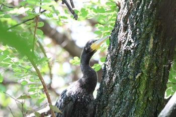 Sun, 6/4/2023 Birding report at 弥富野鳥園