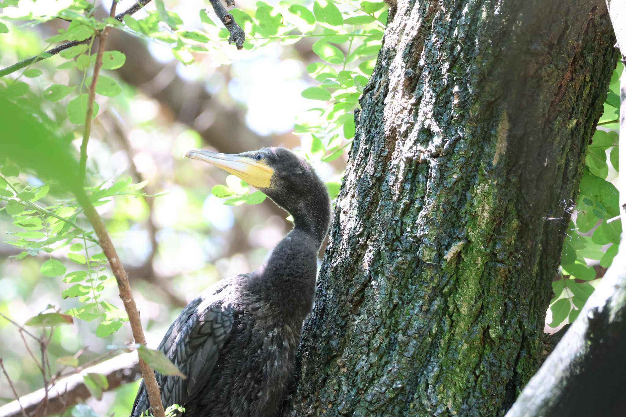 カワウ