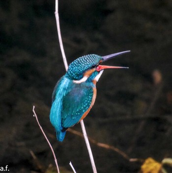 Common Kingfisher 町田市 Tue, 11/15/2022