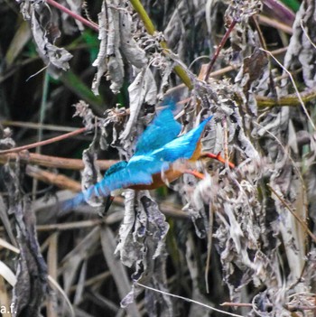 Common Kingfisher 町田市 Tue, 11/15/2022