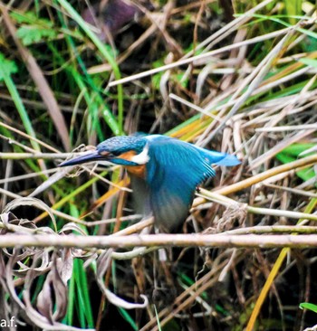 Common Kingfisher 町田市 Tue, 11/15/2022