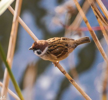 Eurasian Tree Sparrow 町田市 Tue, 11/15/2022