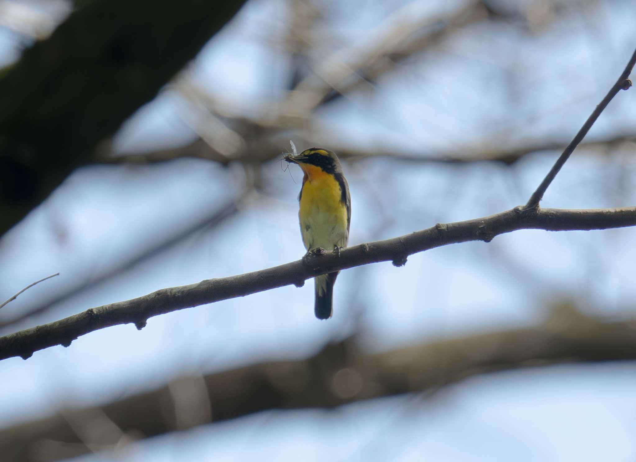 Narcissus Flycatcher