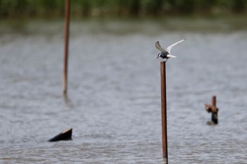 Whiskered Tern Isanuma Sun, 6/4/2023