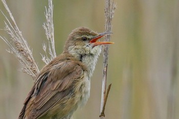 Oriental Reed Warbler Tokyo Port Wild Bird Park Sat, 5/13/2023