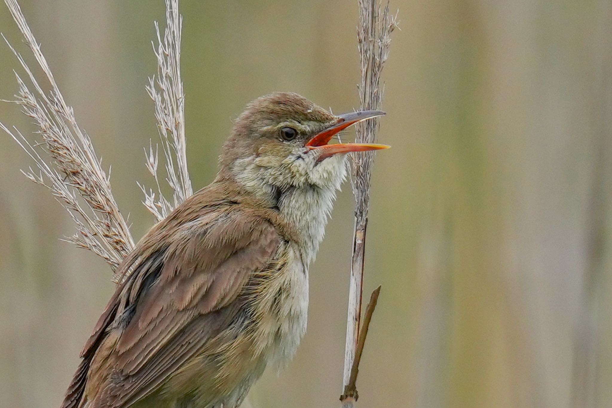 Photo of Oriental Reed Warbler at Tokyo Port Wild Bird Park by アポちん