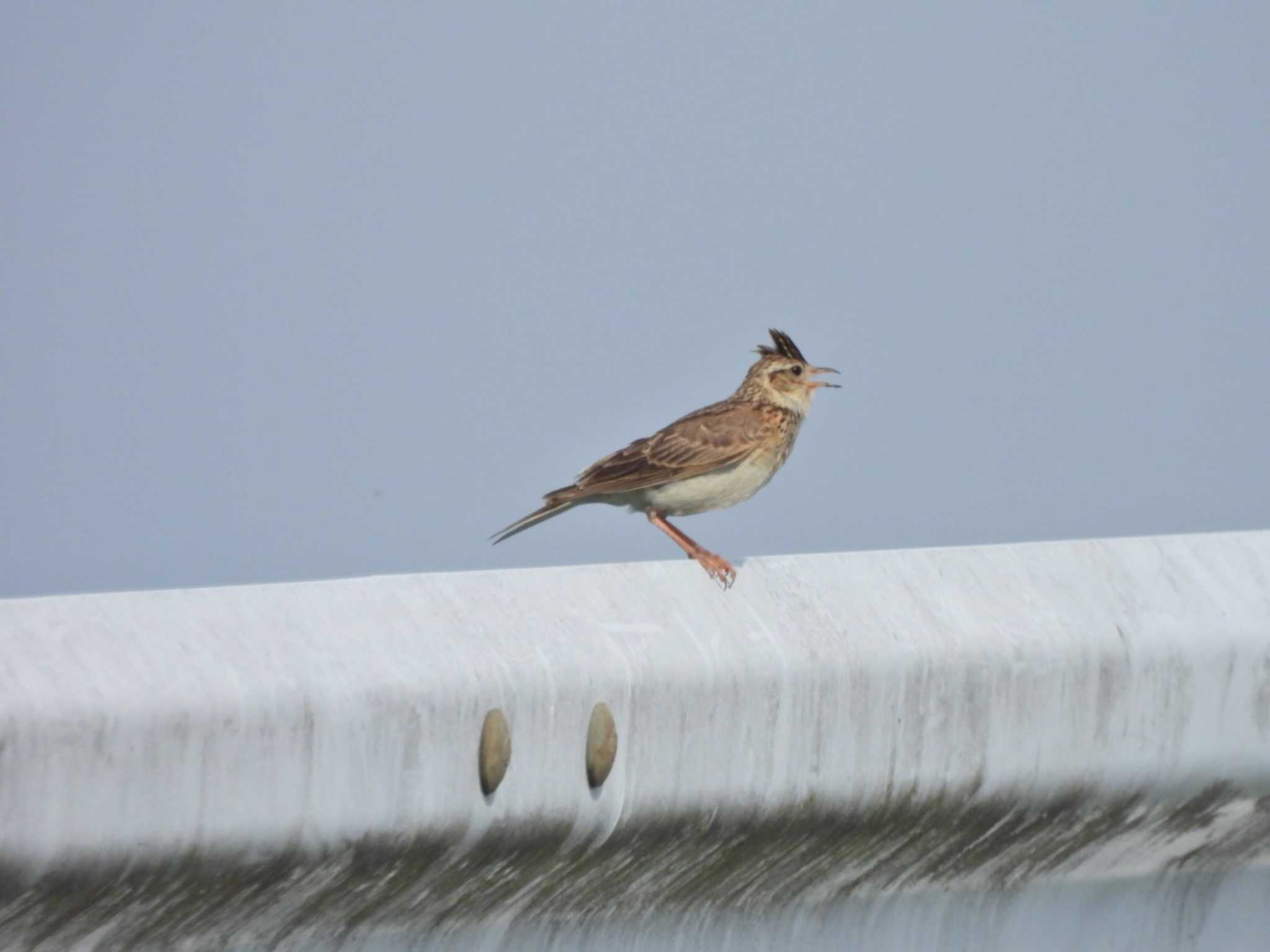 Eurasian Skylark