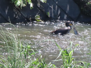 2023年6月4日(日) 群馬県 早川の野鳥観察記録