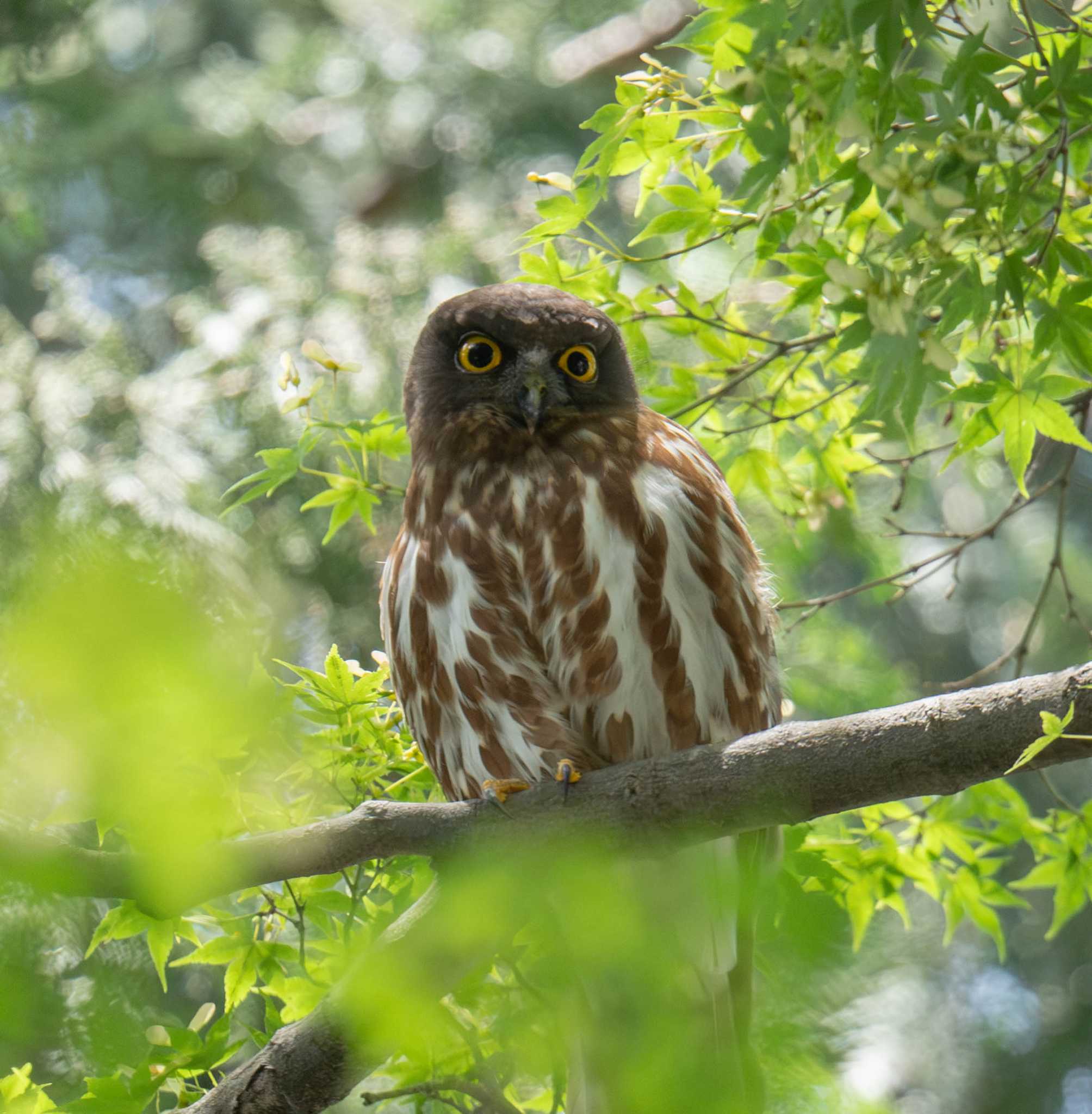 御霊神社 アオバズクの写真 by はいわん