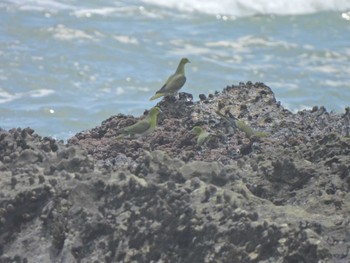 アオバト 大磯照ヶ崎海岸 2023年6月4日(日)