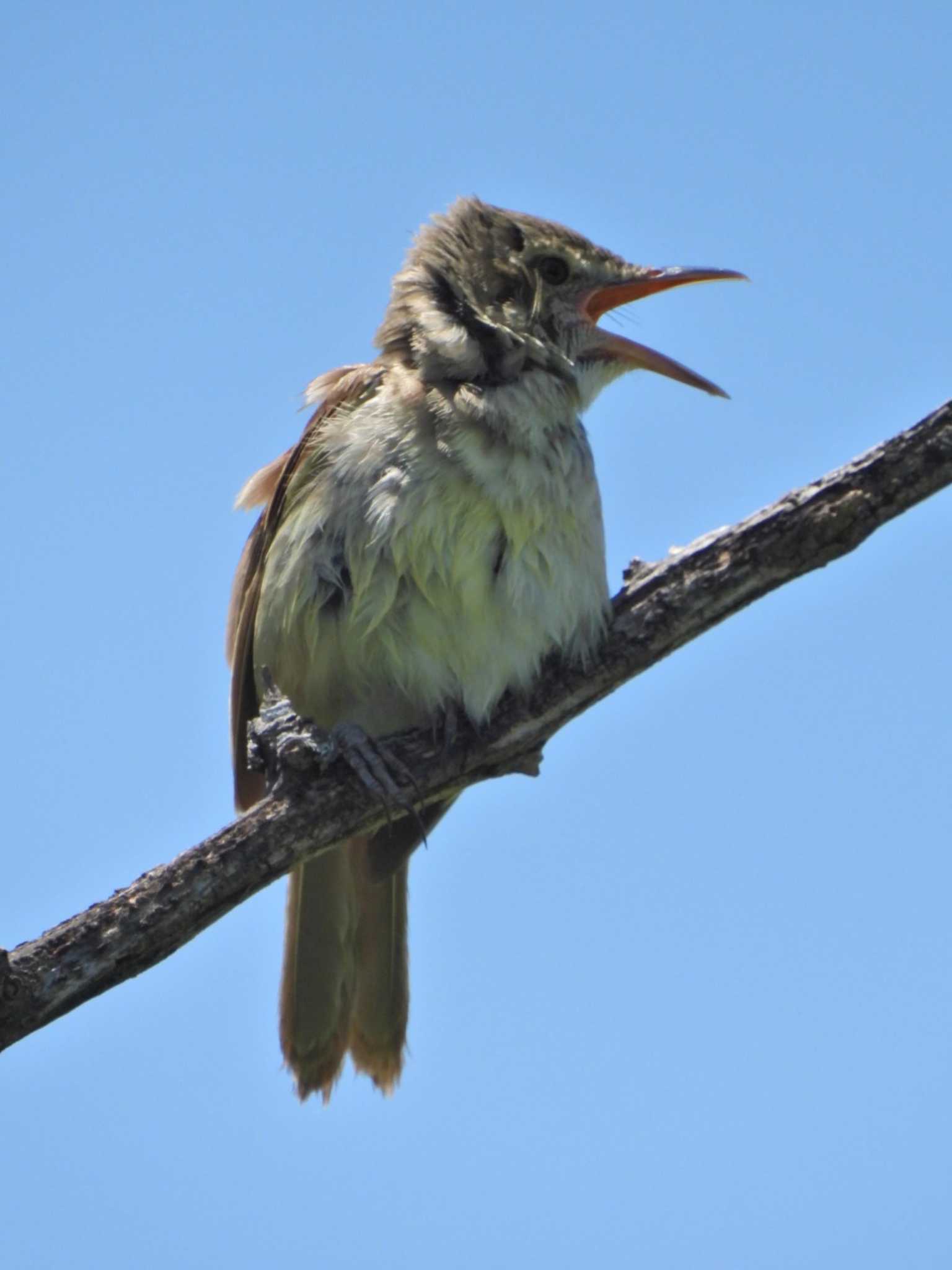 Oriental Reed Warbler